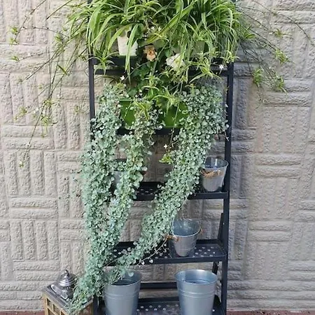 Apartament. بوزنان